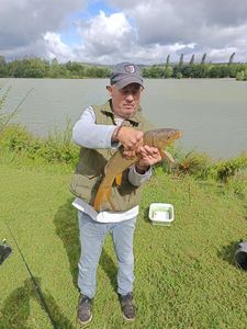 Common Carp