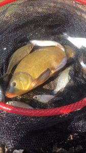 Tench