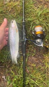 Rainbow Trout