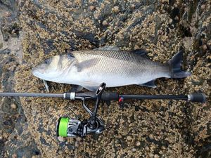 European Bass (Seabass)