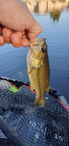 Largemouth Bass