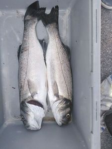 European Bass (Seabass)