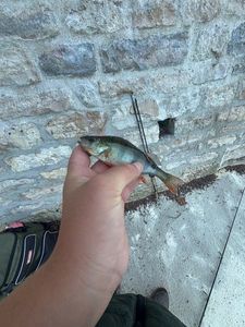 European Perch