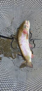 Rainbow Trout