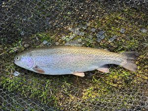 Rainbow Trout