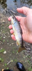 Brown Trout