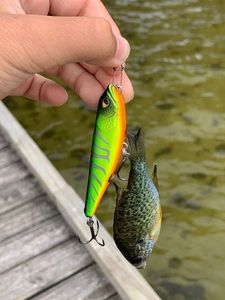 Green Sunfish