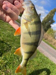European Perch