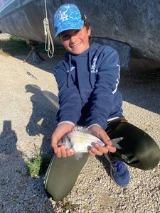 Gilthead Seabream