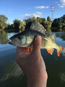 European Perch