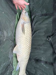 Grass Carp