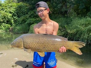 Common Carp