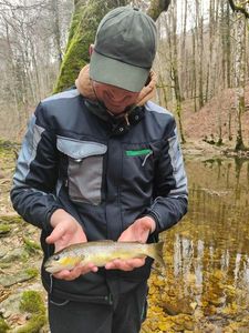 Brown Trout