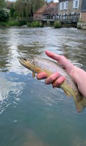 Brown Trout