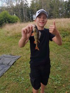 European Perch