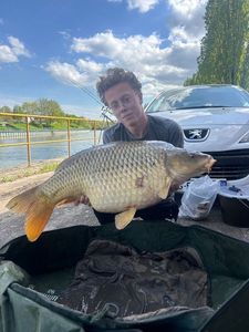 Common Carp
