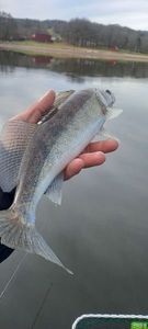 Zander