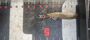 Round Goby