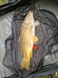 Mirror Carp