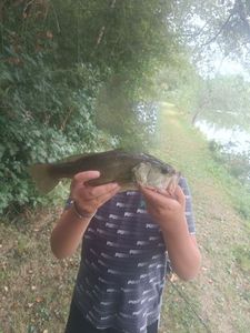 Largemouth Bass