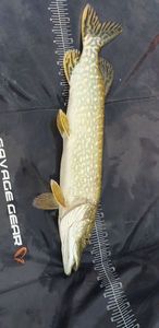 Northern Pike