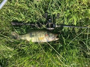 Largemouth Bass