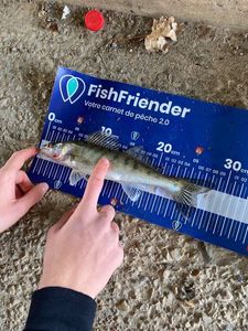 Zander