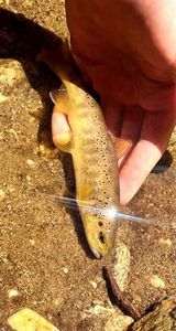 Brown Trout