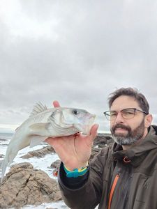 European Bass (Seabass)