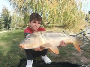 Common Carp