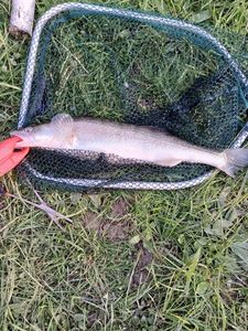 Zander