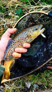 Brown Trout