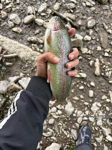 Rainbow Trout