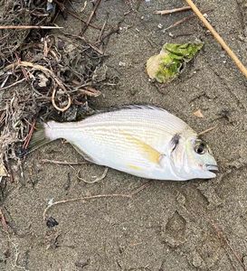 Gilthead Seabream