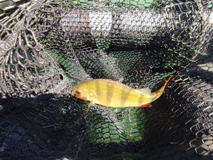 European Perch