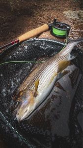 Grayling