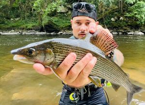 Grayling