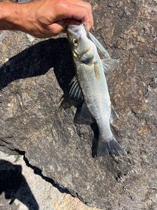 European Bass (Seabass)