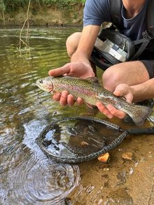 Rainbow Trout
