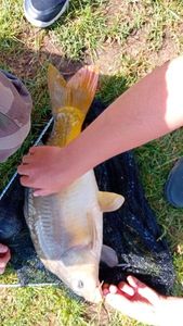 Mirror Carp
