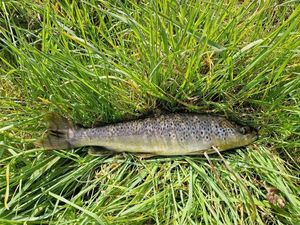 Brown Trout