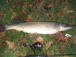 Northern Pike