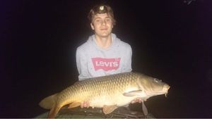 Common Carp