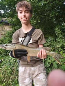 Northern Pike