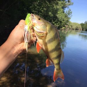 European Perch