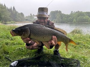 Common Carp