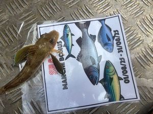 Surmullet