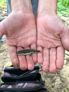 Common Minnow