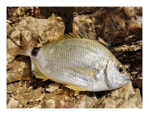 Annular Seabream