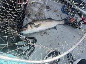 European Bass (Seabass)